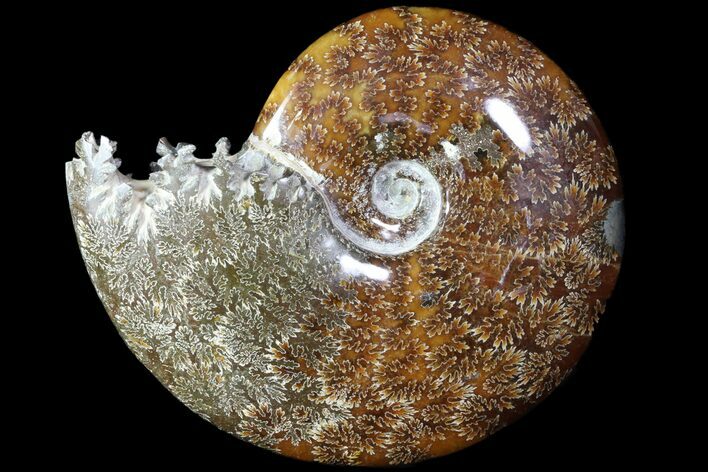 Polished, Agatized Ammonite (Cleoniceras) - Madagascar #78349